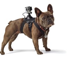 FETCH DOG HARNESS au meilleur prix au Maroc