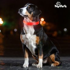Collier LED pour Chiens My Pet EZ au meilleur prix au Maroc