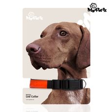 Collier LED pour Chiens My Pet EZ au meilleur prix au Maroc