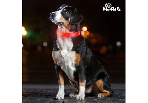 Collier LED pour Chiens My Pet EZ au meilleur prix au Maroc